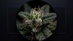 White Ash vs Black Ash