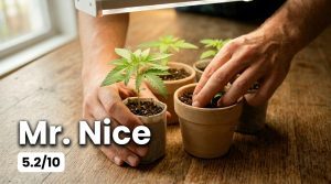 Mr. Nice Seeds seedbank review