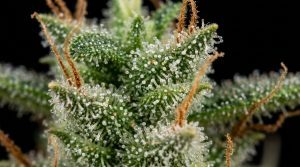 Sativa
